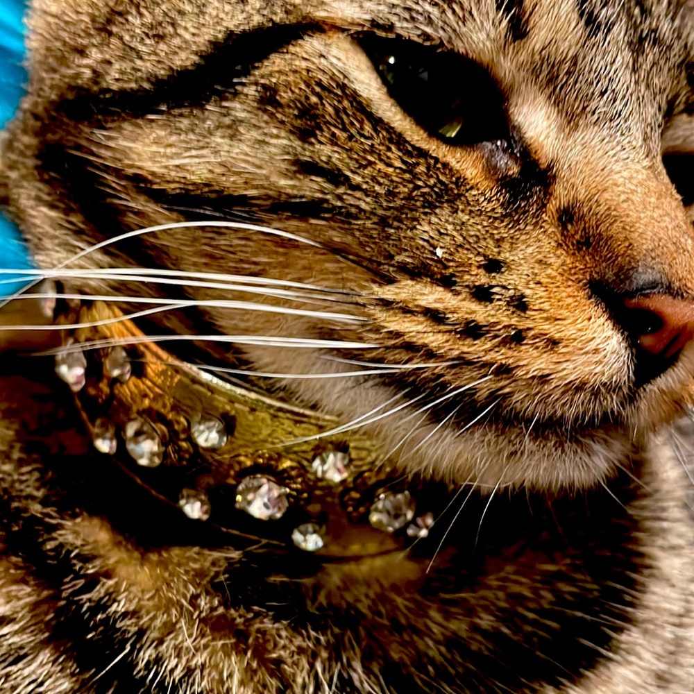 🐾 Gorgeous Gold Rhinestone adjustable collar. Gently worn excellent condition.